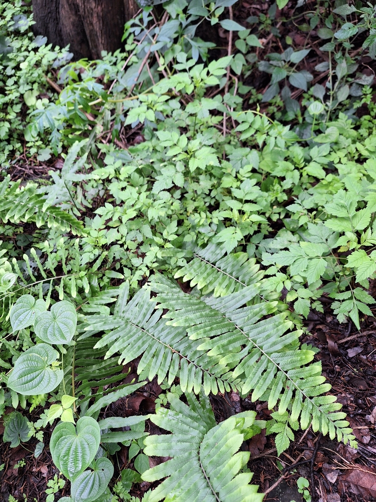 Polypodium subpetiolatum