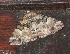 Aporoctena scierodes