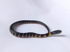 Erythrolamprus epinephalus pseudocobella