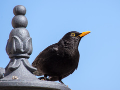 Turdus merula cabrerae