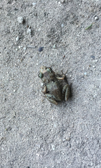 Eleutherodactylus rogersi