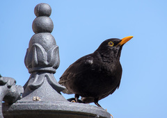 Turdus merula cabrerae
