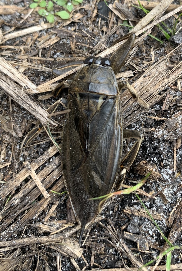 Uhler's Giant Water Bug from Beauclair Ct, Myrtle Beach, SC, US on
