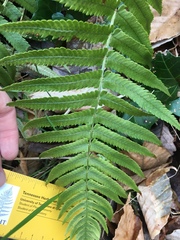 Dryopteris cycadina