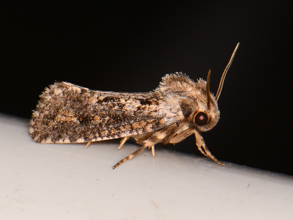 Clemens' Grass Tubeworm Moth from Burnet County, TX, USA on October 7 ...