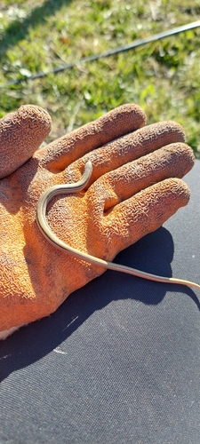 Jointed Worm Lizard, Ophiodes vertebralis