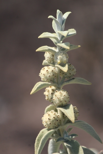 Buddleja perfoliata (Buddleja perfoliata)