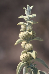 Buddleja perfoliata