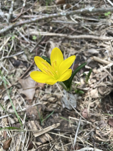 Sternbergia lutea