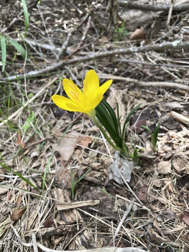 Sternbergia lutea