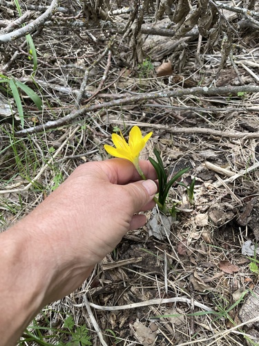 Sternbergia lutea