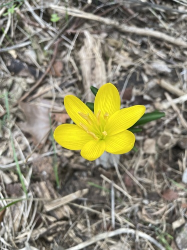 Sternbergia lutea