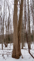 Magnolia acuminata
