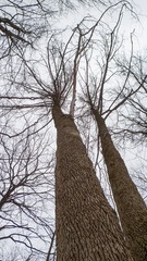 Magnolia acuminata