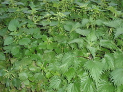 Urtica membranacea