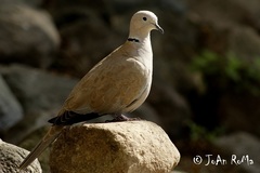Streptopelia decaocto