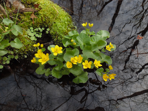 Caltha