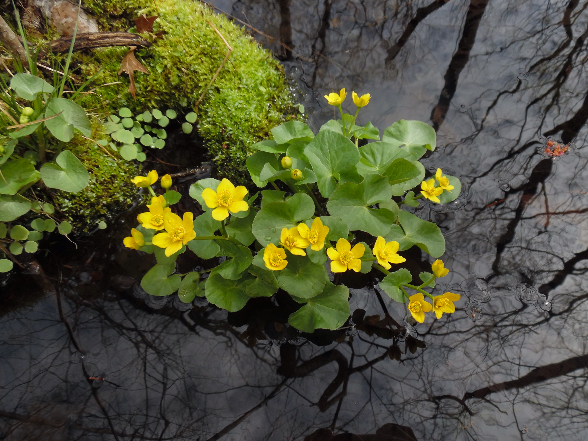 Caltha
