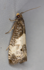 Notocelia cynosbatella