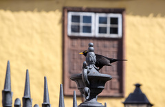 Turdus merula cabrerae