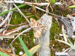 Diasemia grammalis