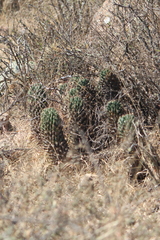 Coryphantha octacantha