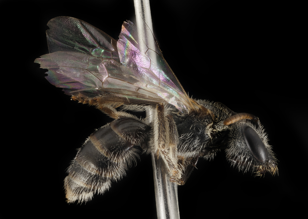 Lasioglossum pulveris