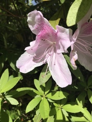 Rhododendron × pulchrum