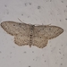 Idaea minuscularia - Photo (c) Pedro Beja, some rights reserved (CC BY-NC), uploaded by Pedro Beja