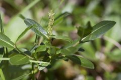 Salix myrtillifolia