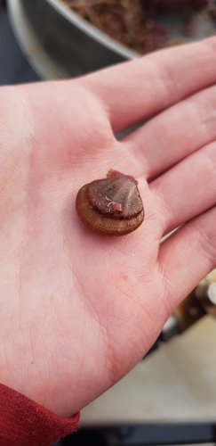 seven-rayed scallop