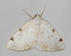 Lomographa bimaculata