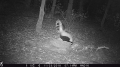 Mephitis mephitis estor