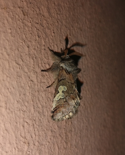 mramorovka modrohlavá (Diloba caeruleocephala)