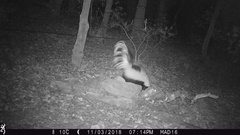 Mephitis mephitis estor