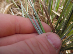 Carex stricta