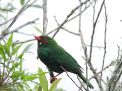 Chlorornis riefferii