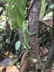 Enyalioides oshaughnessyi