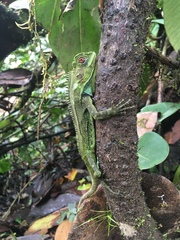 Enyalioides oshaughnessyi