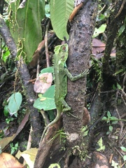 Enyalioides oshaughnessyi