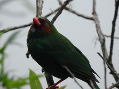 Chlorornis riefferii