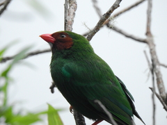 Chlorornis riefferii