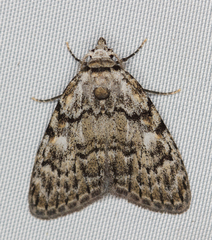 Meganola strigula
