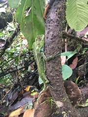 Enyalioides oshaughnessyi