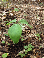 Trillium catesbaei