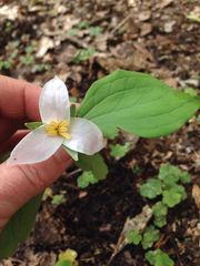 Trillium catesbaei