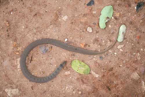 Reticulated Centipede-Eater