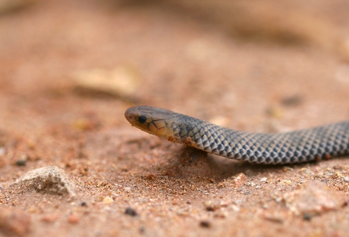 Reticulated Centipede-Eater