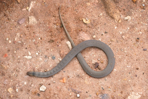 Reticulated Centipede-Eater