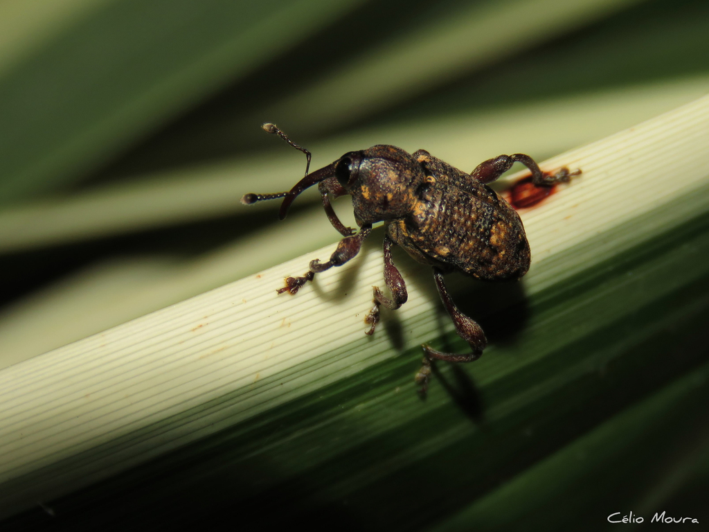 Marshallius picturatus